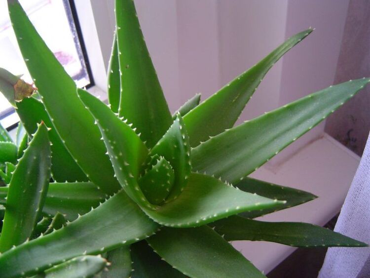 aloe și kalanchoe împotriva negilor